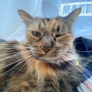 Meet your Posher, Beatrix